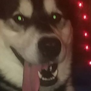 Meet your Posher, Nikki